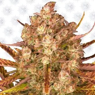 Auto Dos Si Dos cannabis seeds by Barney's Farm