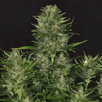Auto Dosidos cannabis seeds by Kannabia