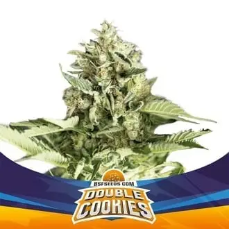 Auto Double Cookies cannabis seeds