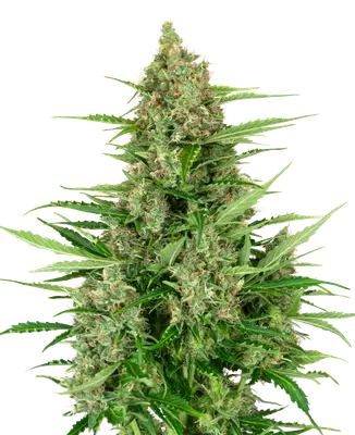Auto Double Kush Cake cannabis seeds