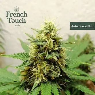 Auto Douce Nuit cannabis seeds