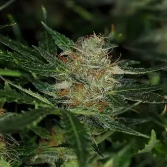 Auto Dream Sherbet cannabis seeds by Kannabia