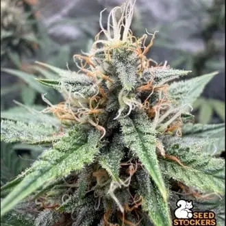 Auto Drizl Pickl cannabis seeds
