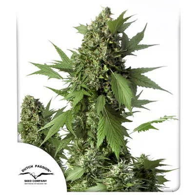 Auto Duck cannabis seeds