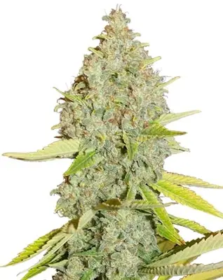 Auto Durban Poison cannabis seeds