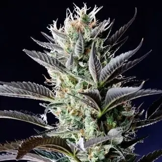 Auto Dutch Blue cannabis seeds
