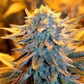 Auto Dutch cannabis seeds by Spliff Seeds