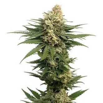 Auto Dynamighty cannabis seeds by Amsterdam Genetics