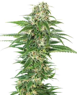 Auto Early Skunk cannabis seeds