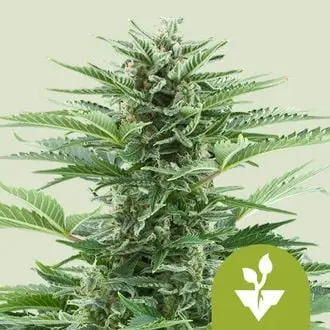 Auto Easy Bud cannabis seeds by Royal Queen Seeds