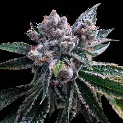 Auto El Fuego cannabis seeds