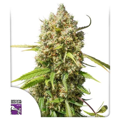 Auto Elephant cannabis seeds