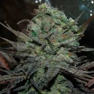 Auto Eleven Roses cannabis seeds by Delicious Seeds