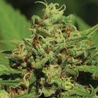 Auto Emerald Fire OG cannabis seeds by Humboldt Seed Company