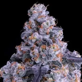 Auto Epic Buzz cannabis seeds