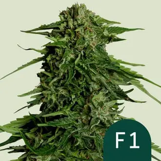 Auto Epsilon F1 cannabis seeds