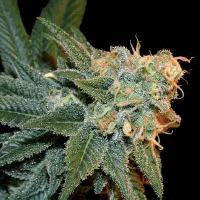 Auto Ese T. Bilbo cannabis seeds
