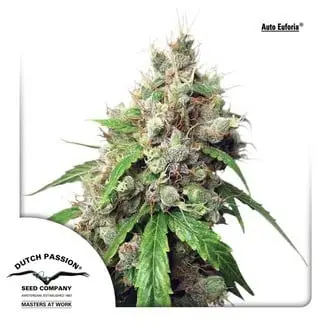 Auto Euforia cannabis seeds