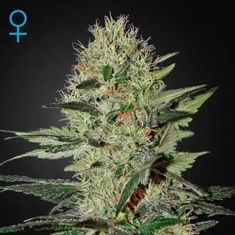 Auto Exodus Cheese cannabis seeds