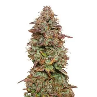 Auto Exotic Purple cannabis seeds