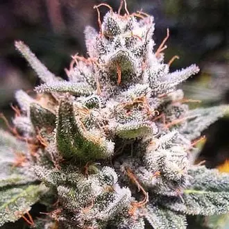 Auto Expert Gorilla cannabis seeds by Expert Seeds