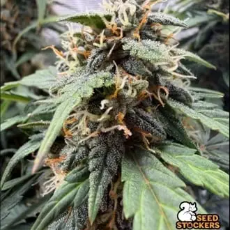 Auto F.U.H cannabis seeds