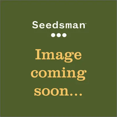 Auto Face Fat cannabis seeds
