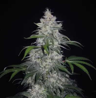 Auto Fantasmo Express cannabis seeds