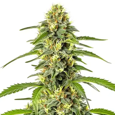 Auto Fast Bud cannabis seeds