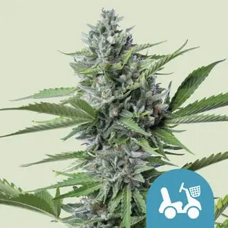 Auto Fast Eddy cannabis seeds by Royal Queen Seeds