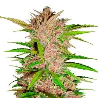 Auto FastBerry cannabis seeds by Fastbuds