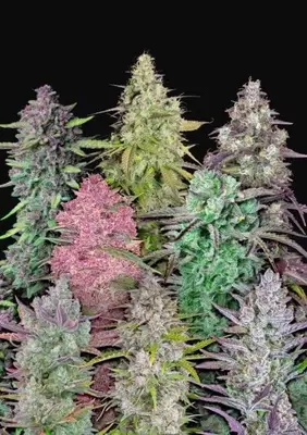Auto Fastbuds Mixed Pack cannabis seeds