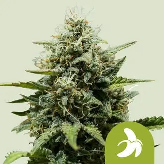 Auto Fat Banana cannabis seeds by Royal Queen Seeds