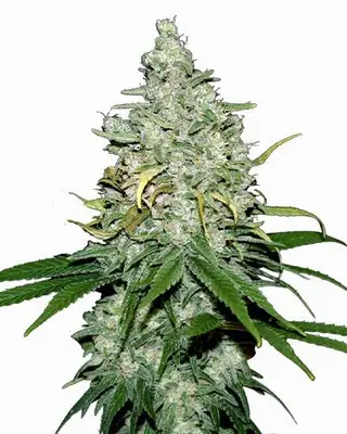 Auto Fat Bastard cannabis seeds