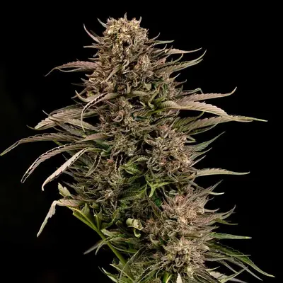 Auto Fatso GMO F1 cannabis seeds