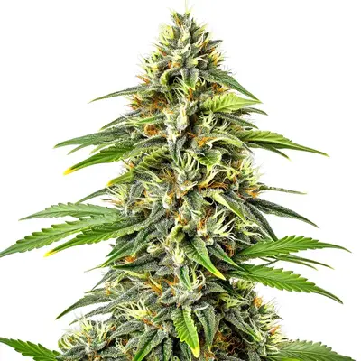 Auto Fire Kush cannabis seeds by Blimburn Seeds