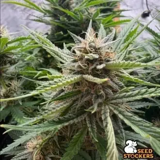 Auto Fishy Zoap cannabis seeds