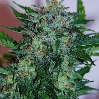 Auto Flash Babylon cannabis seeds by Samsara Seeds
