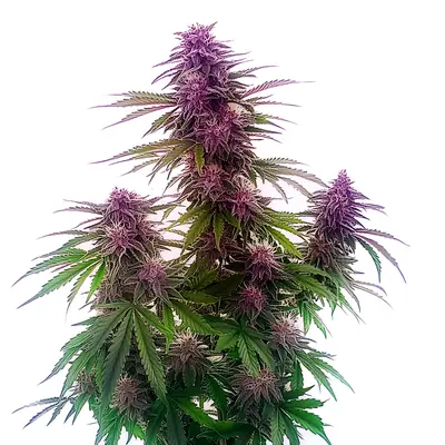 Auto Florida Sunrise cannabis seeds by Blimburn Seeds