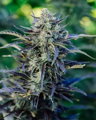 Auto Fog Dog cannabis seeds