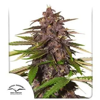 Auto Forbidden Cherry cannabis seeds by Dutch Passion