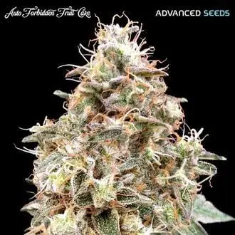 Auto Forbidden Fruit Cake cannabis seeds