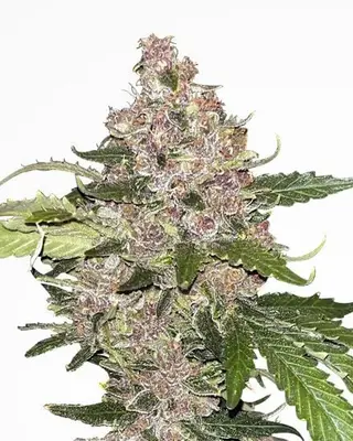 Auto Forbidden Fruit cannabis seeds