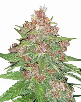 Auto Forbidden Runtz cannabis seeds