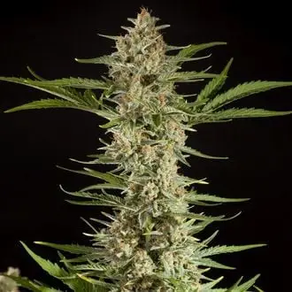 Auto Fraggle Skunk cannabis seeds