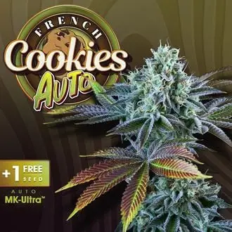 Auto French Cookies cannabis seeds