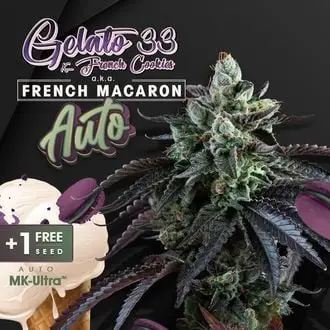 Auto French Macaron cannabis seeds