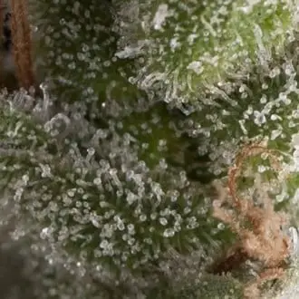 Auto Fresh Candy cannabis seeds by Pyramid Seeds