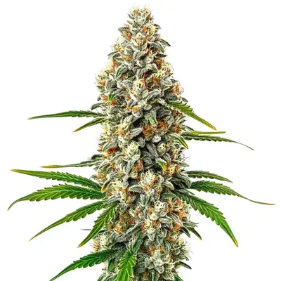 Auto Fro-Yo cannabis seeds by Blimburn Seeds