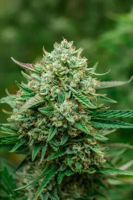 Auto Froot cannabis seeds
